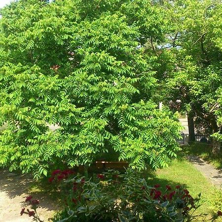 Marinas Guesthouse Kobuleti Zewnętrze zdjęcie
