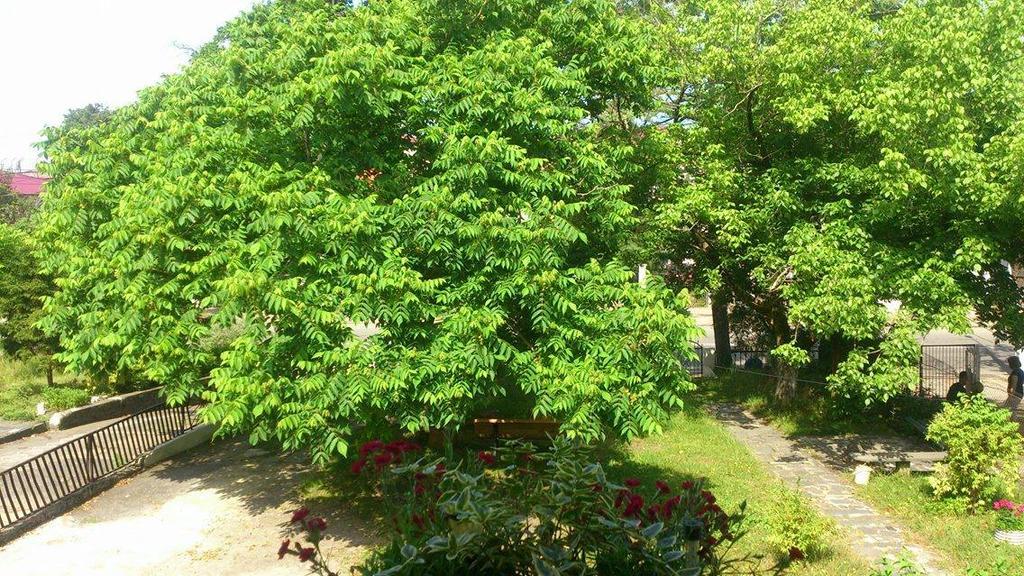Marinas Guesthouse Kobuleti Zewnętrze zdjęcie